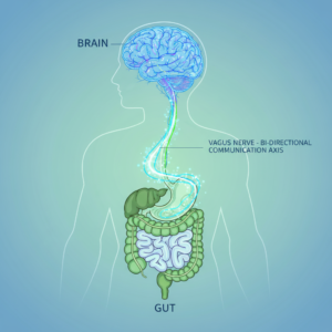 Gut-Brain Connection