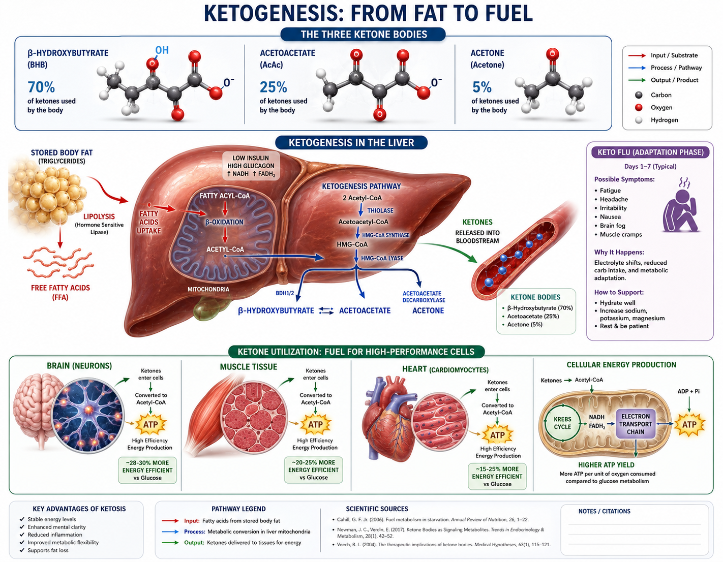 Scientific diagram illustrating ketogenesis process during keto diet for weight loss, showing liver converting fatty acids into three ketone bodies: beta-hydroxybutyrate, acetoacetate, and acetone, with molecular structures and metabolic pathways