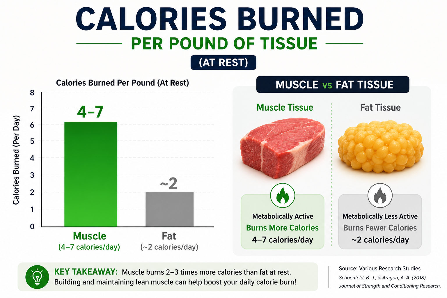Comparison chart showing that one pound of muscle tissue burns approximately 4 to 7 calories per day at rest, compared to 2 calories per day for fat tissue.